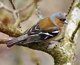 Chaffinch 8R84D-22